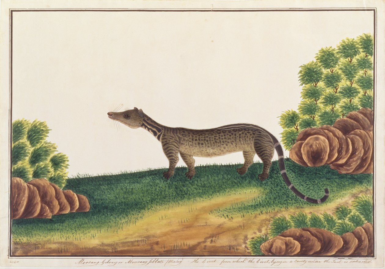 Malay Civet, fra tegninger av dyr, insekter og reptiler fra Malacca, ca. 1805-18 (gouache og wc på papir) av Chinese School
