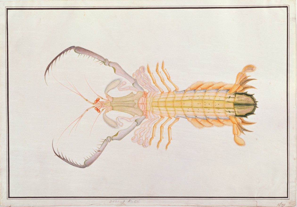 Mantis Shrimp, fra tegninger av dyr, insekter og reptiler fra Malacca, ca. 1805-18 (wc og gouache på papir) av Chinese School