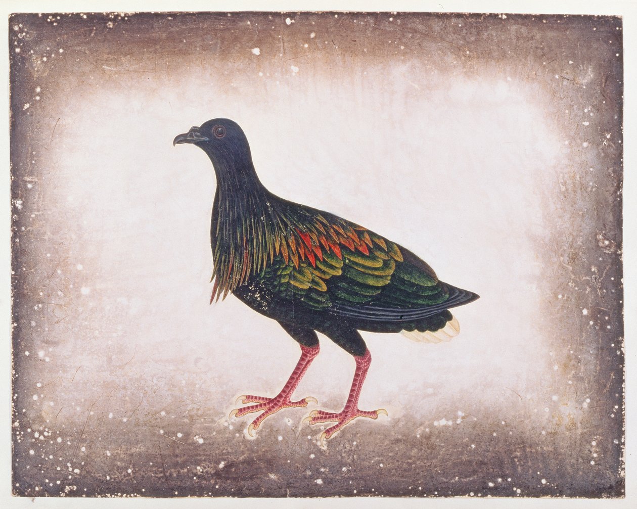 Nicobar Pigeon, fra Drawings of Birds from Malacca, ca. 1805-18 (wc på papir) av Chinese School