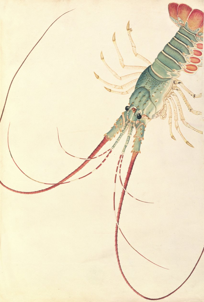 Oodang Katik la-ote, fra Tegninger av dyr, insekter og reptiler fra Malacca, ca. 1805-18 (wc og gouache på papir) av Chinese School