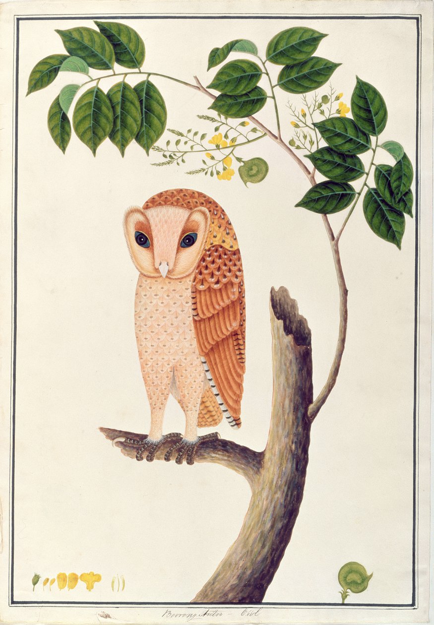 Owl, Boorong antoo, fra Drawings of Birds from Malacca, ca. 1805-18 (wc på papir) av Chinese School