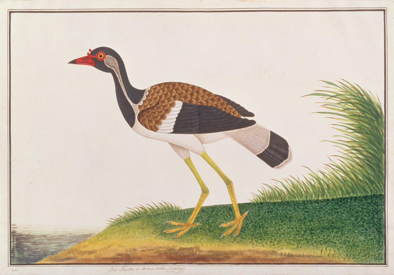 Rødvippe, fra Tegninger av fugler fra Malacca, ca. 1805-18 (wc på papir) av Chinese School