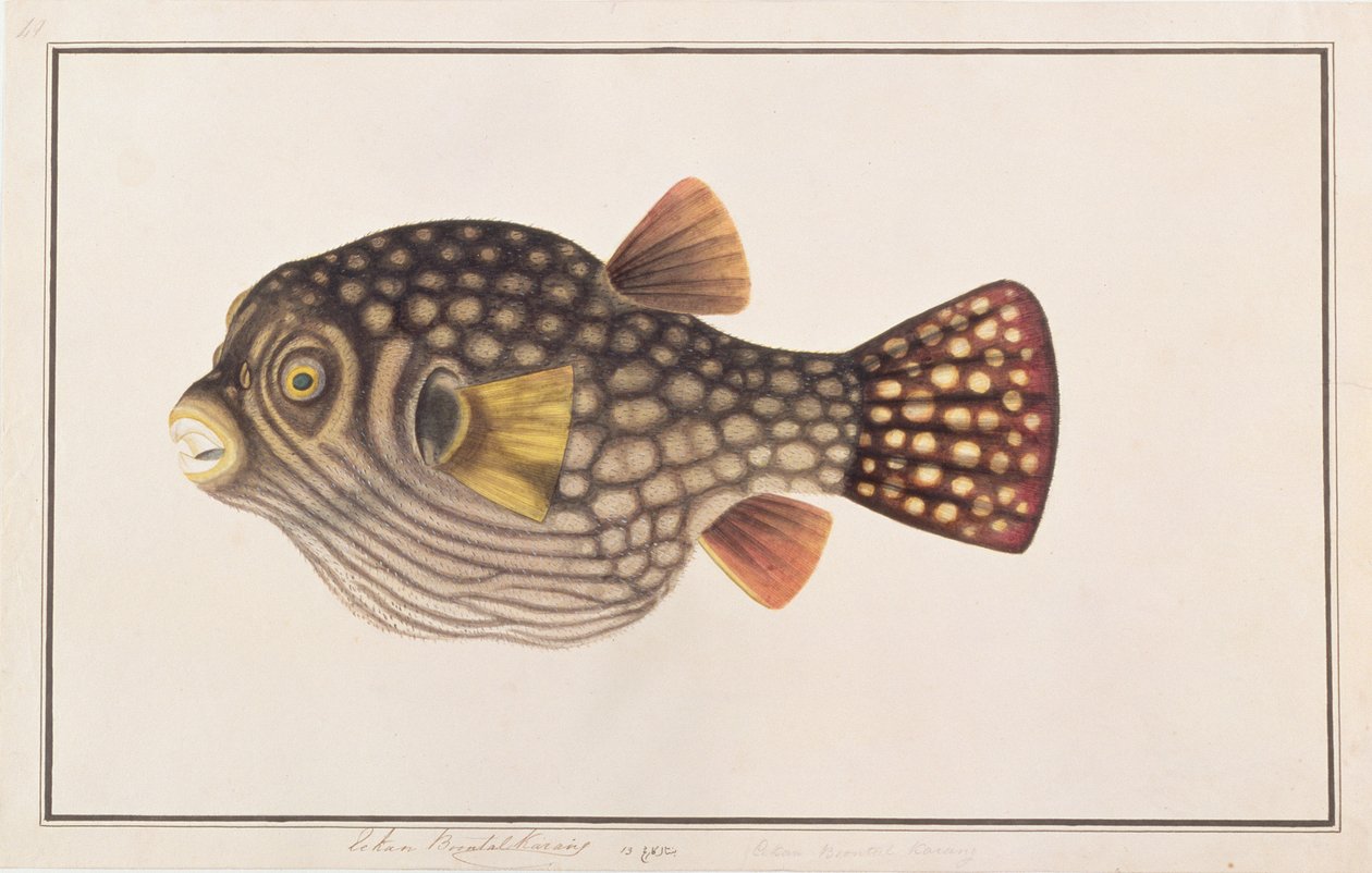 Reticulated Pufferfish, fra tegninger av fisker fra Malacca, ca. 1805-18 (wc på papir) av Chinese School
