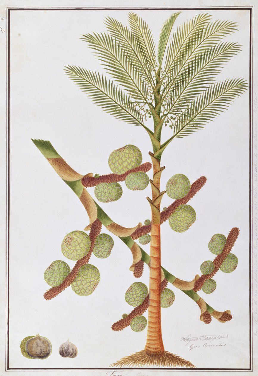 Sago, fra Drawings of Plants from Malacca, ca. 1805-18 (wc på papir) av Chinese School