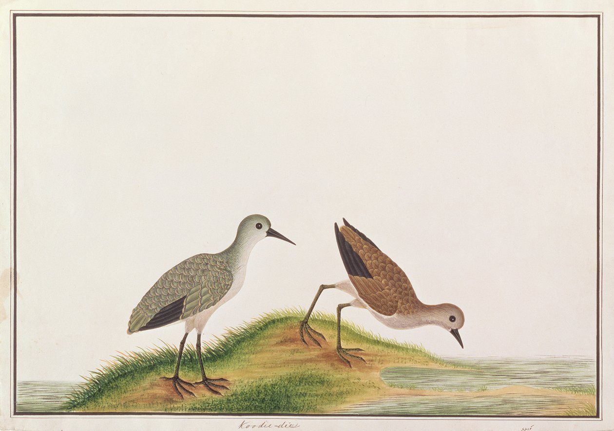 Sandpiper, fra Tegninger av fugler fra Malacca, ca. 1805-18 (wc på papir) av Chinese School