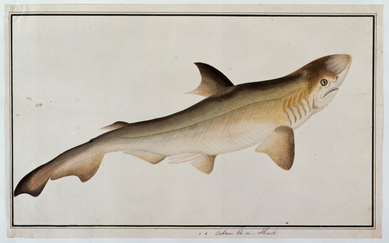 Shark, Eekan Ee-oo, fra Drawings of Fishes from Malacca, ca. 1805-18 (wc på papir) av Chinese School