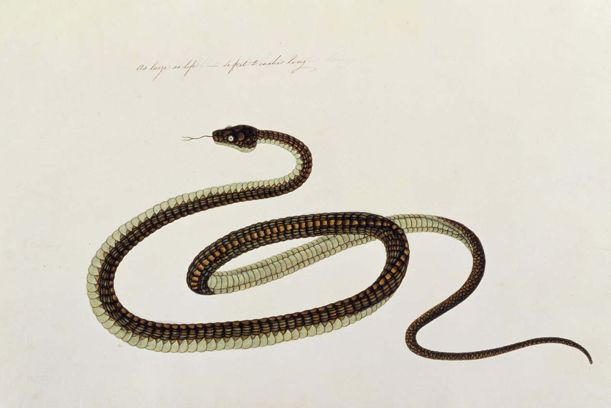 Slange, fra tegninger av dyr, insekter og reptiler fra Malacca, ca. 1805-18 (gouache og wc på papir) av Chinese School