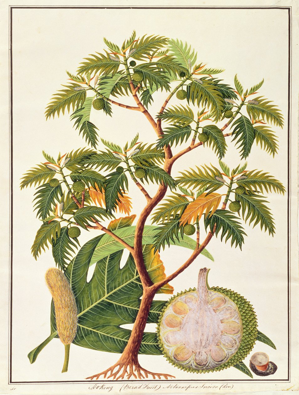 Sookong (Brødfrukt) og Artocarpus Incisa (Lin) fra Drawings of Plants from Malacca, ca. 1805-18 (wc på papir) av Chinese School