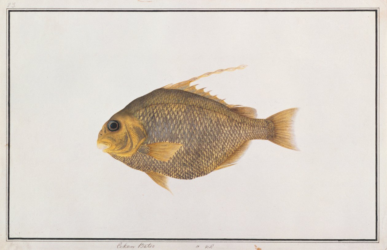 Spadefish, fra Drawings of Fishes from Malacca, ca. 1805-18 (wc på papir) av Chinese School