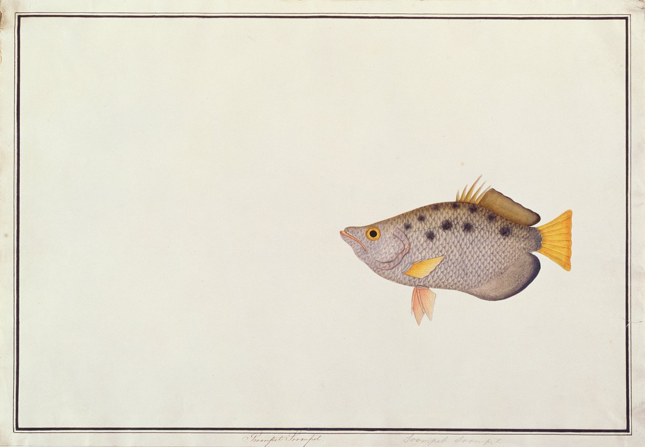 Spotted Archerfish, fra Drawings of Fishes from Malacca, ca. 1805-18 (wc på papir) av Chinese School