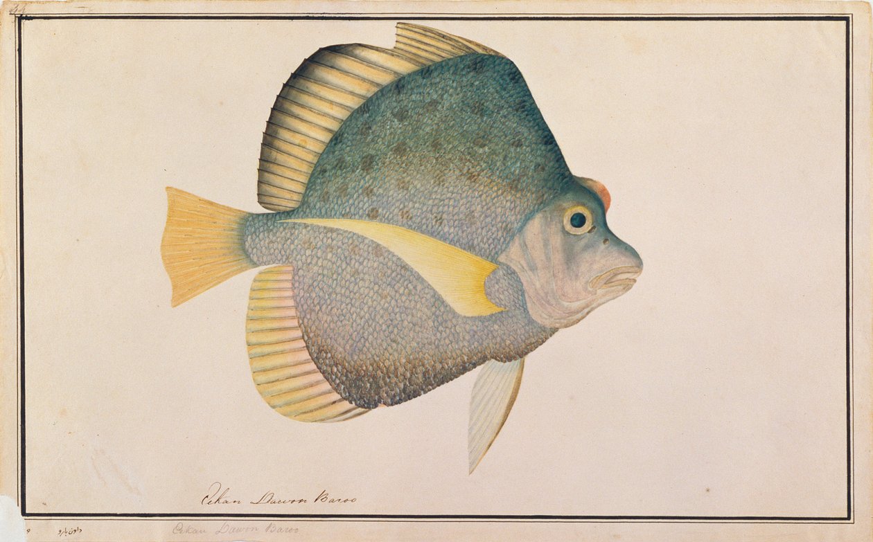 Spotted sigdfisk, fra tegninger av fisk fra Malacca, ca. 1805-18 (wc på papir) av Chinese School