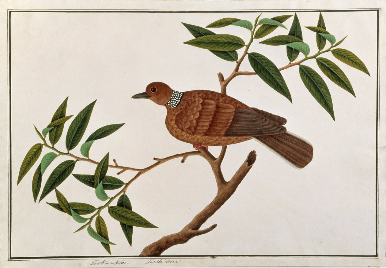Turtle Dove, Tookoo-Kore, fra Drawings of Birds from Malacca, ca. 1805-18 (wc på papir) av Chinese School