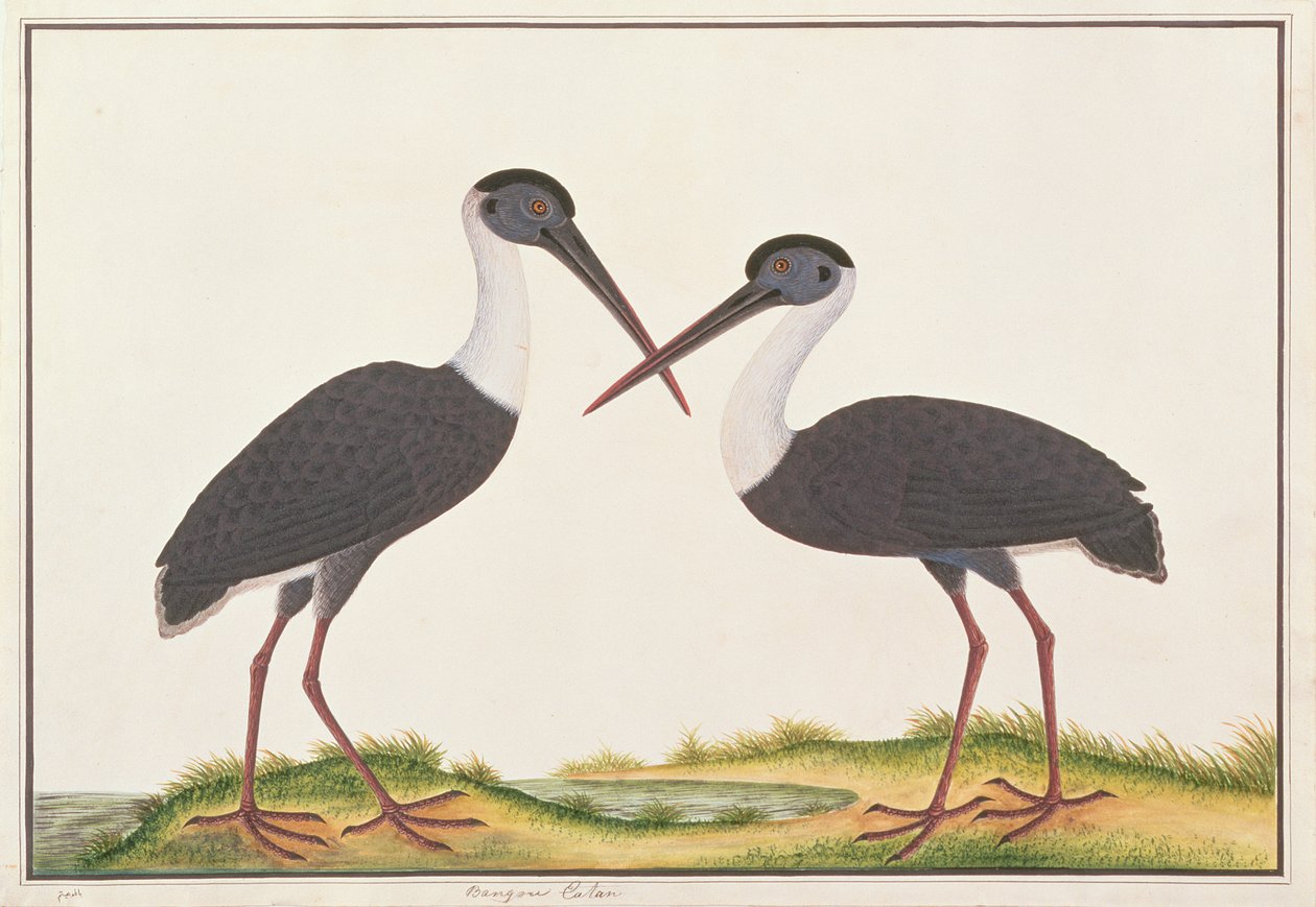 Ullhalset stork, fra Tegninger av fugler fra Malacca, ca. 1805-18 (wc på papir) av Chinese School