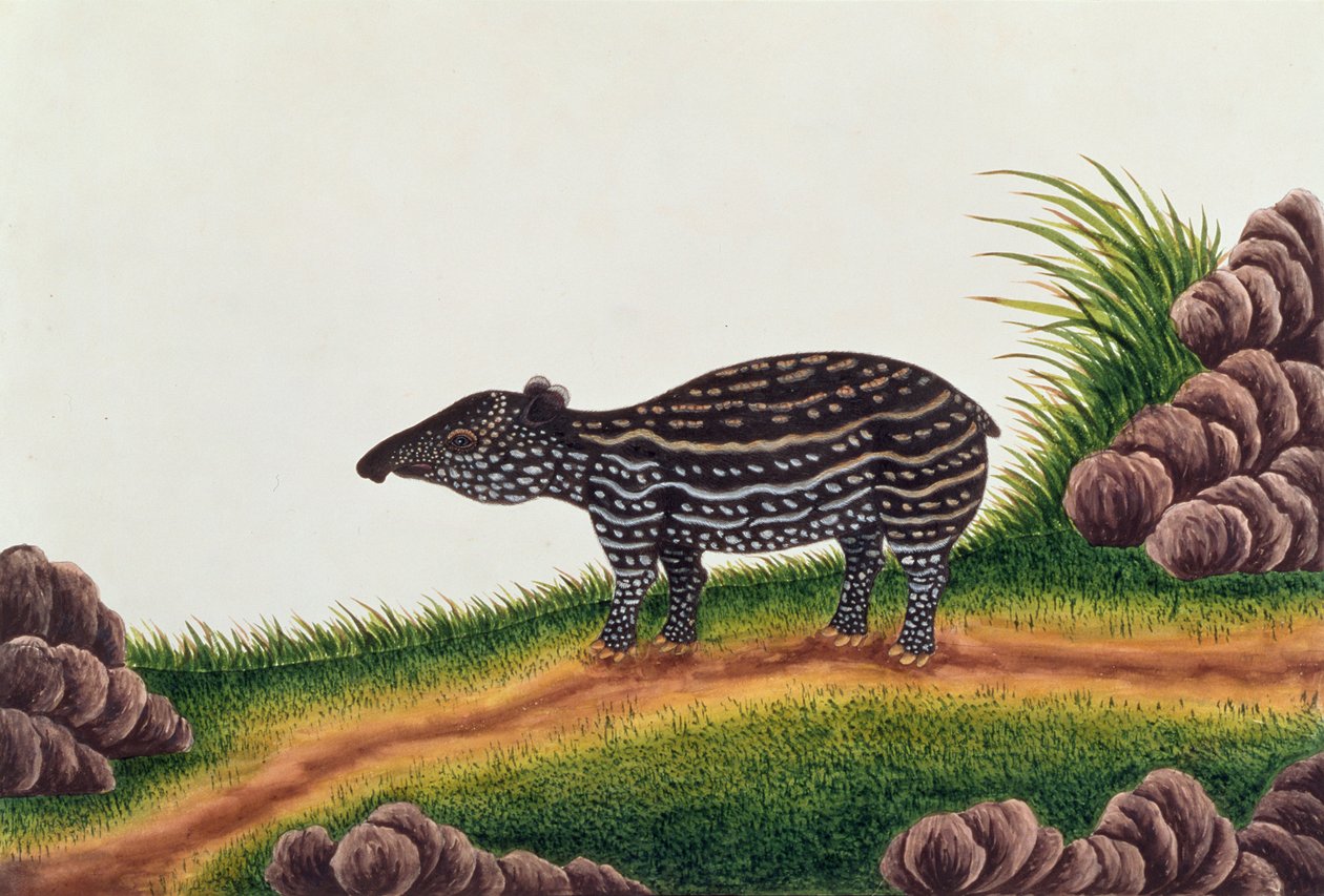 Young Tapir of Malacca, fra tegninger av dyr, insekter og reptiler fra Malacca, ca. 1805-18 (wc og gouache på papir) av Chinese School