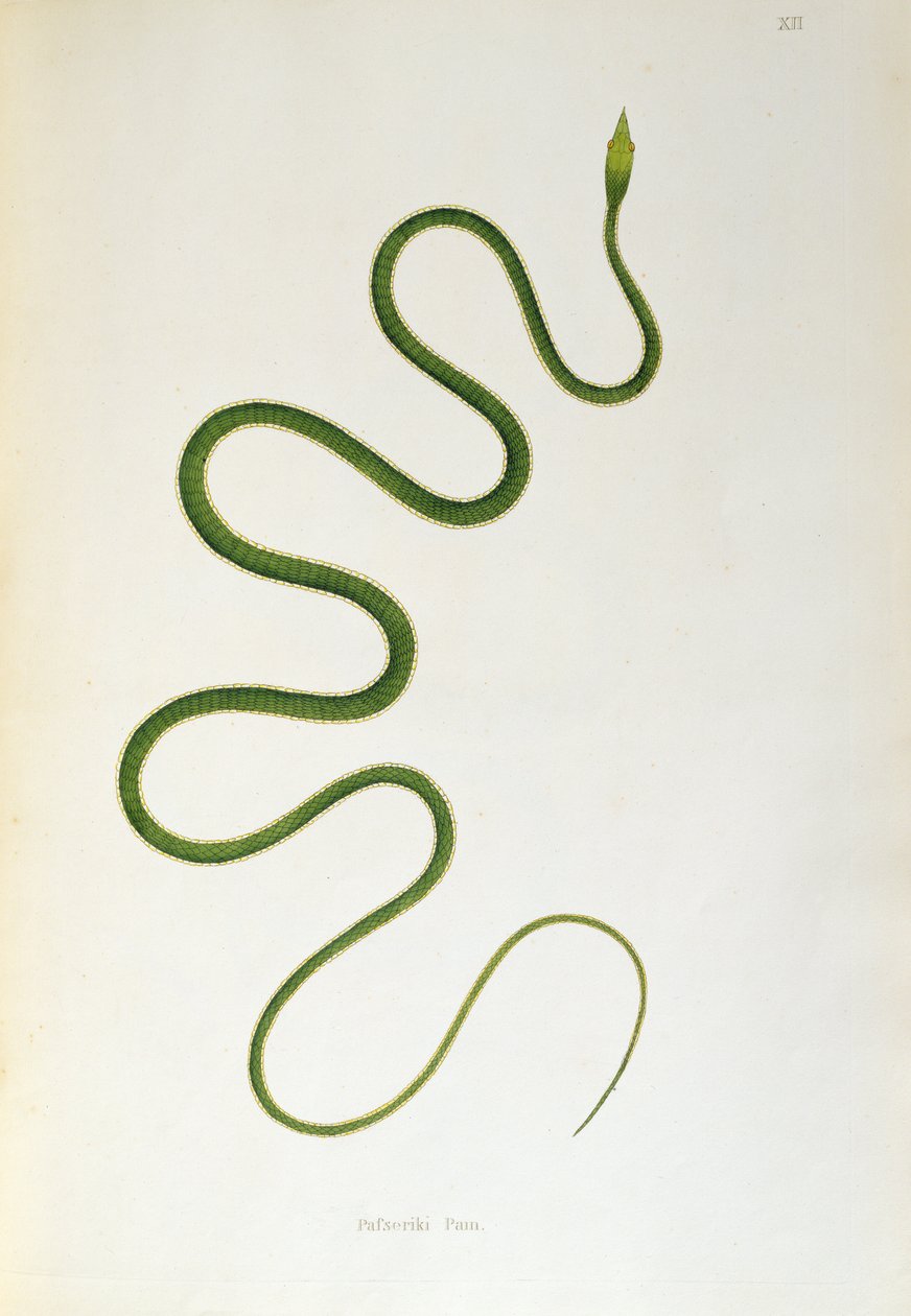 Pafseriki Pam Snake fra An Account of Indian Serpents samlet fra Coromandel-kysten av Patrick Russell, London, 1796 av English School