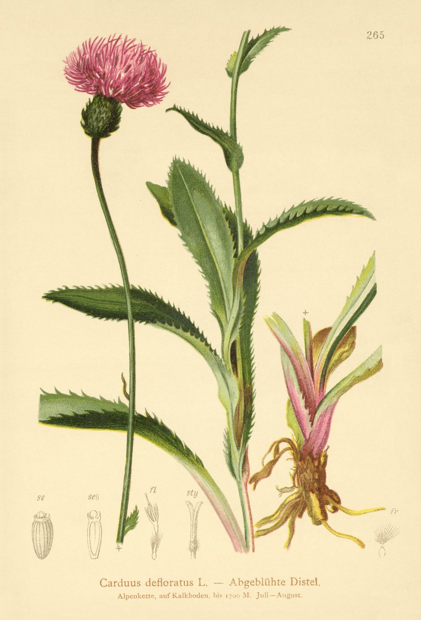 Alpine tistel (Carduus defloratus) av German School