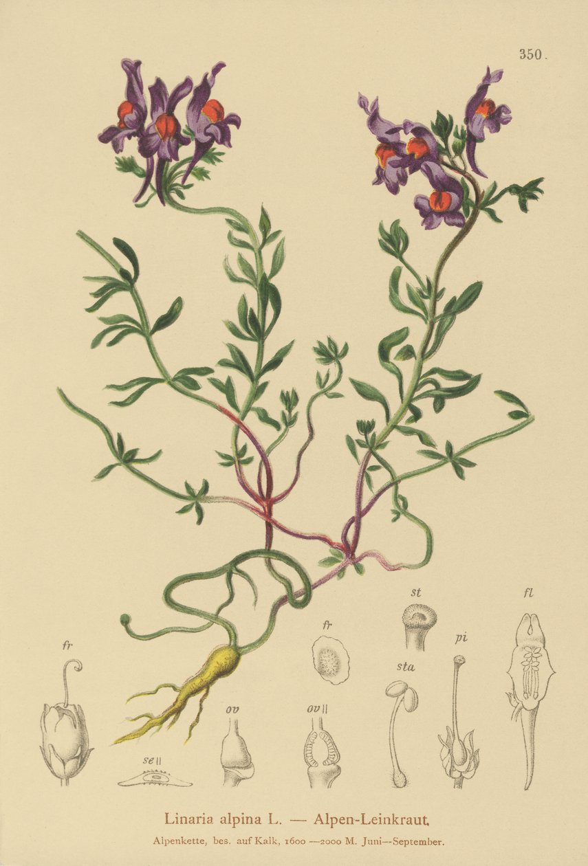 Alpin paddelin (Linaria alpina) av German School