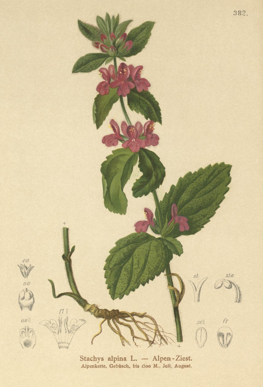 Alpine sårurt (Stachys alpina) av German School