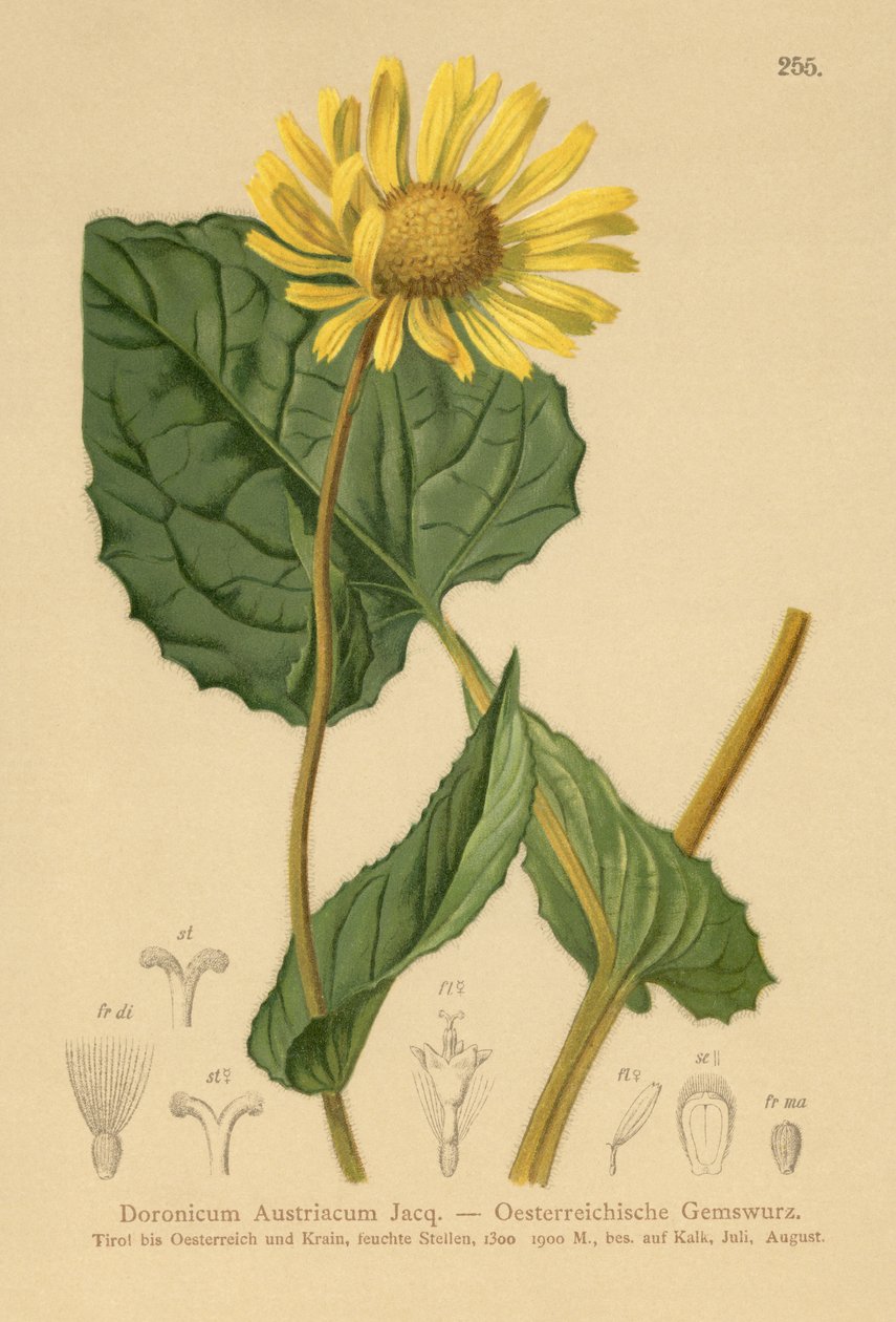 Østerriksk leopardbane (Doronicum Austriacum) av German School