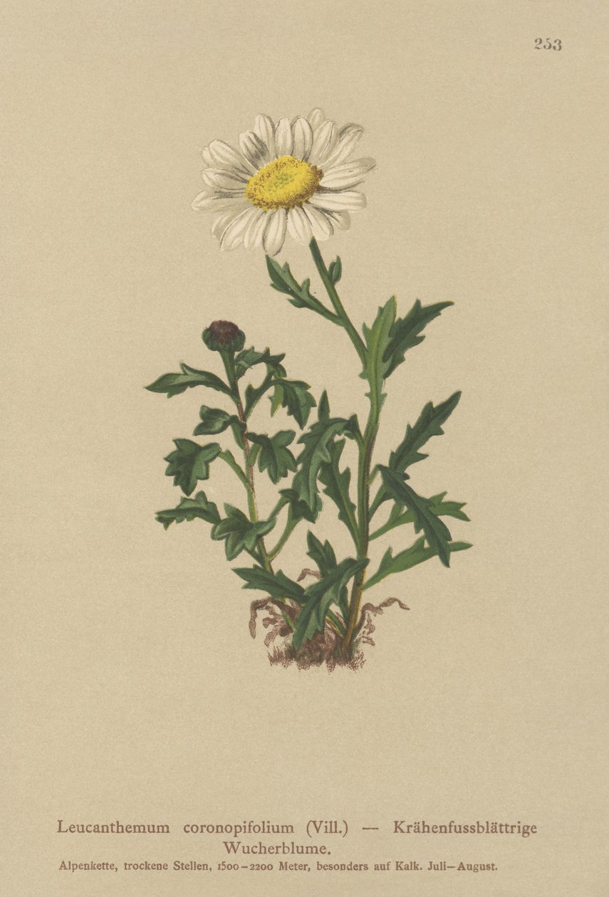 Tusenfryd (Leucanthemum coronopifolium, Chrysanthemum coronopifolium, Chrysanthemum alpestre) av German School