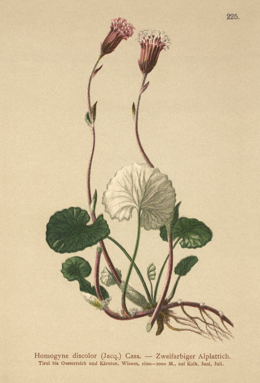 Misfarget følfot (Homogyne discolor) av German School