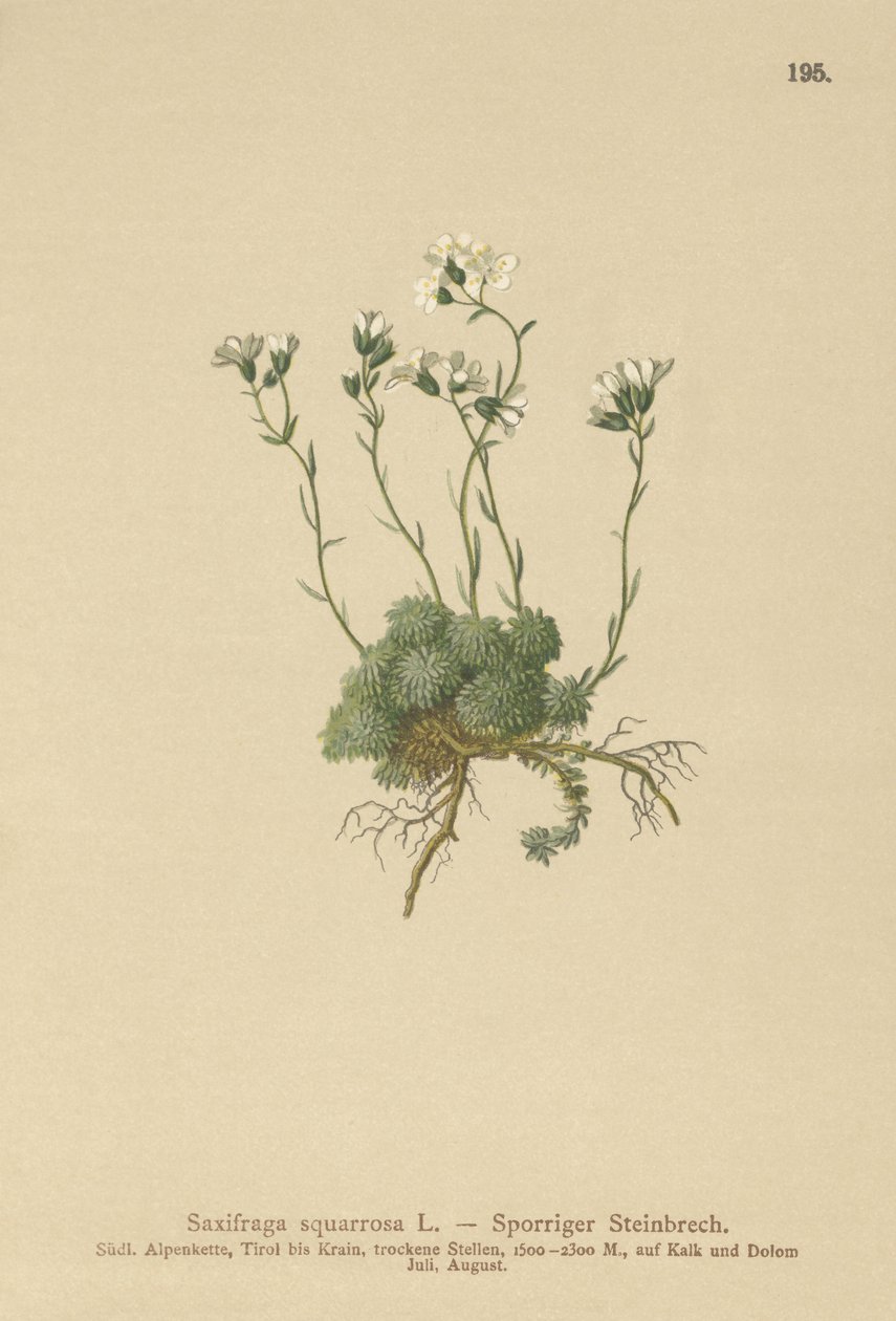 Dolomittene Saxifrage (Saxifraga squarrosa) av German School