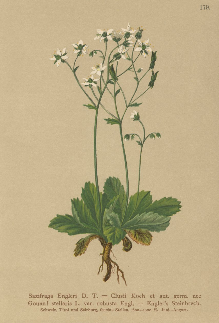 Engerlis Saxifrage (Saxifraga Engerli, Saxifraga Clusii) av German School