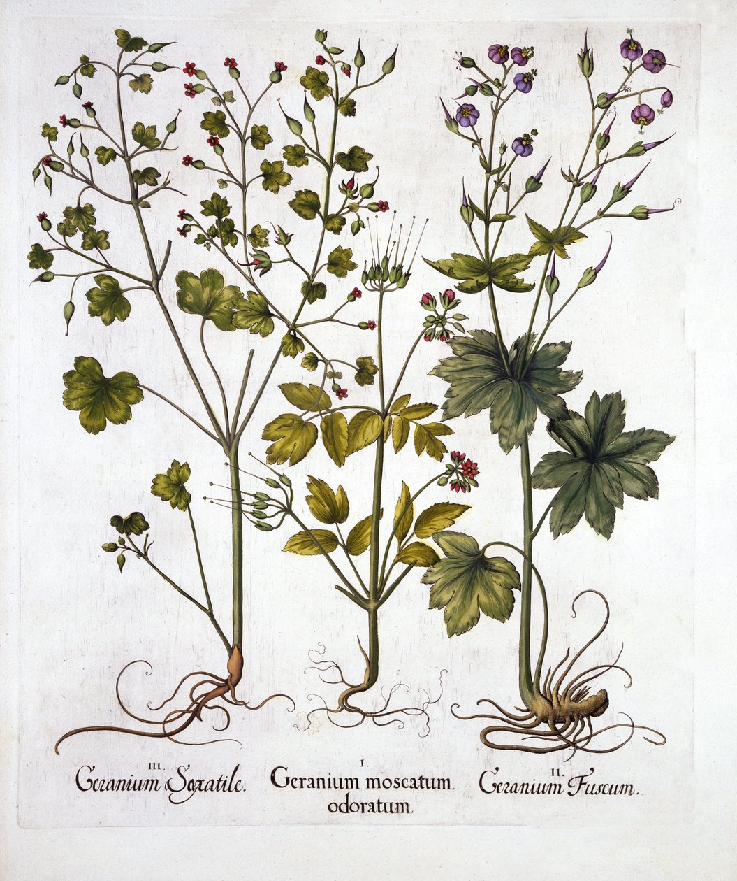 Hardy Geraniums, fra Hortus Eystettensis, av Basil Besler (1561-1629), pub. 1613 (håndfarget gravering) av German School