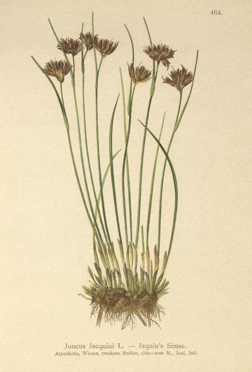 Jacquins Rush (Juncus Jacquini) av German School