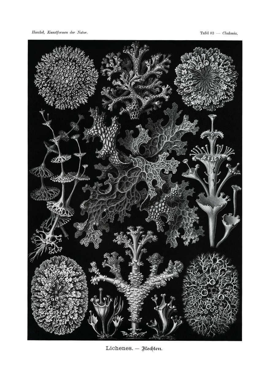 Lichenes, 1899-1904 av German School