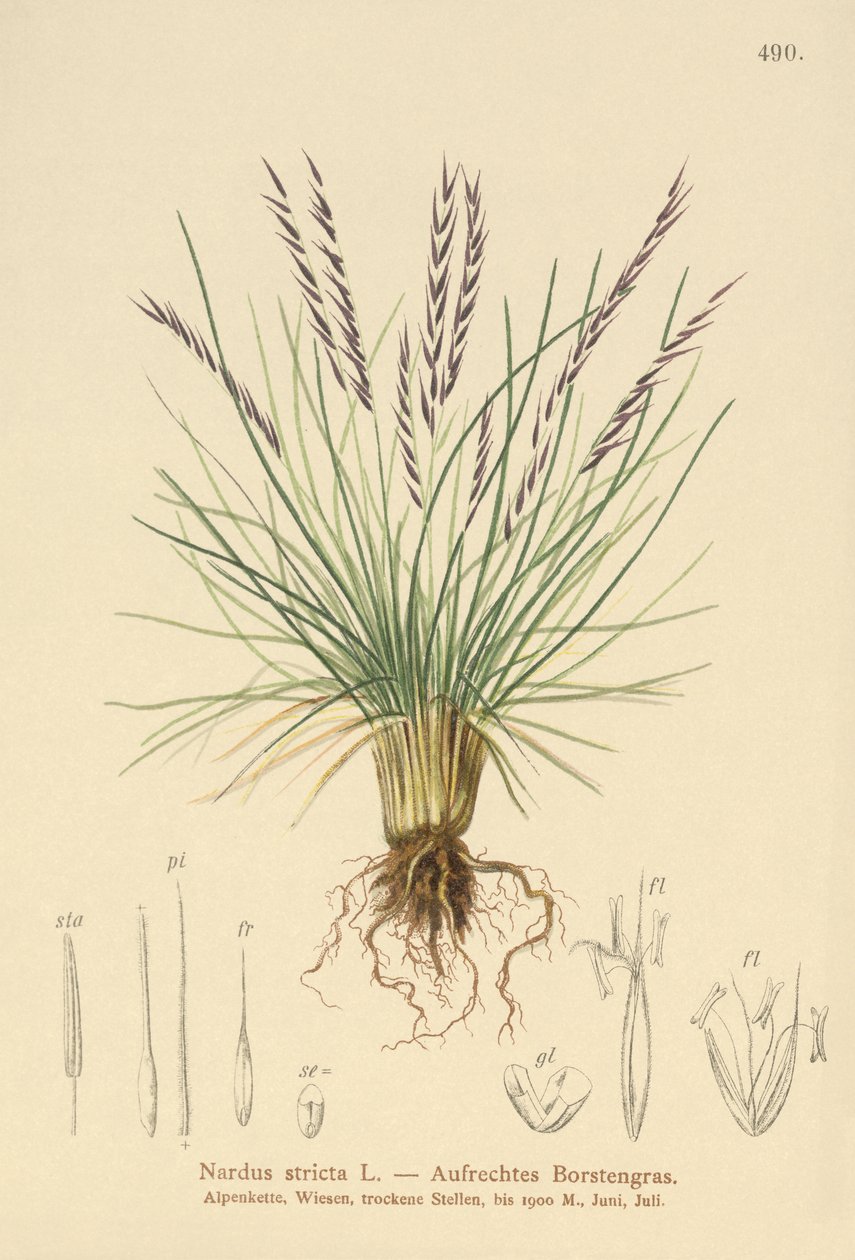 Mt Grass (Sardus Tight) av German School