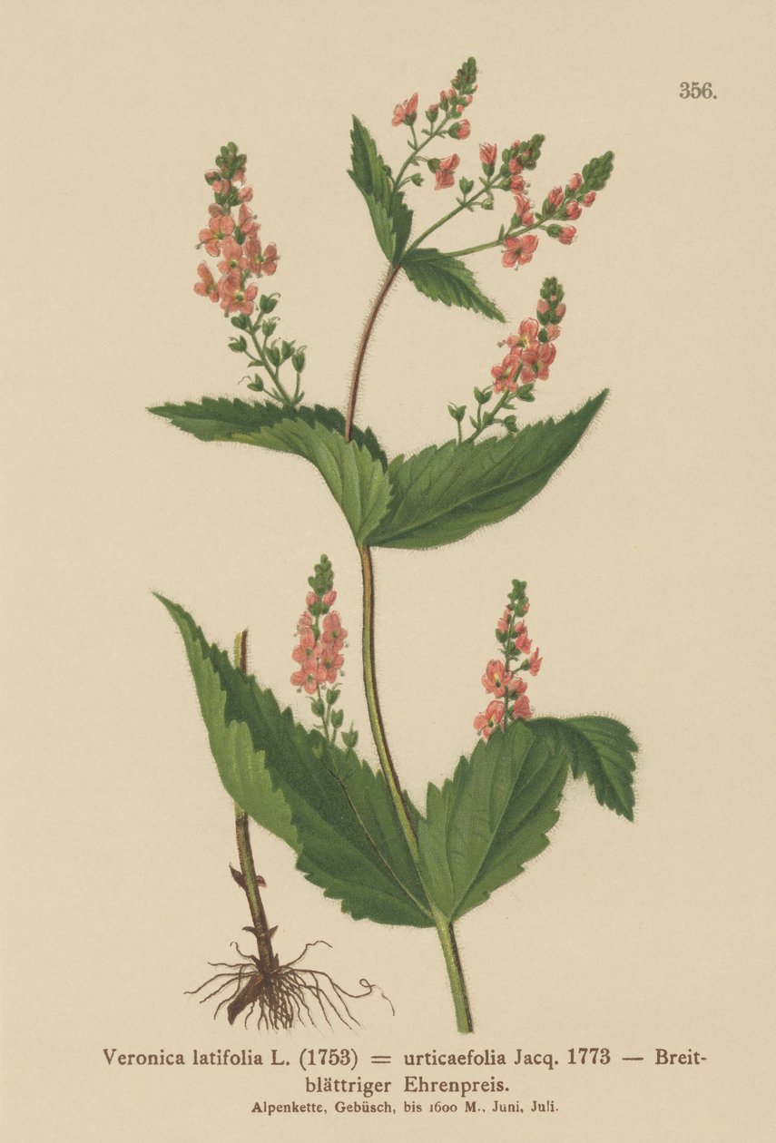Brennesleblad Speedwell (Veronica latifolia, Veronica urticifolia) av German School