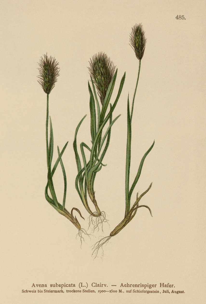 Havregress (Avena subspicata) av German School