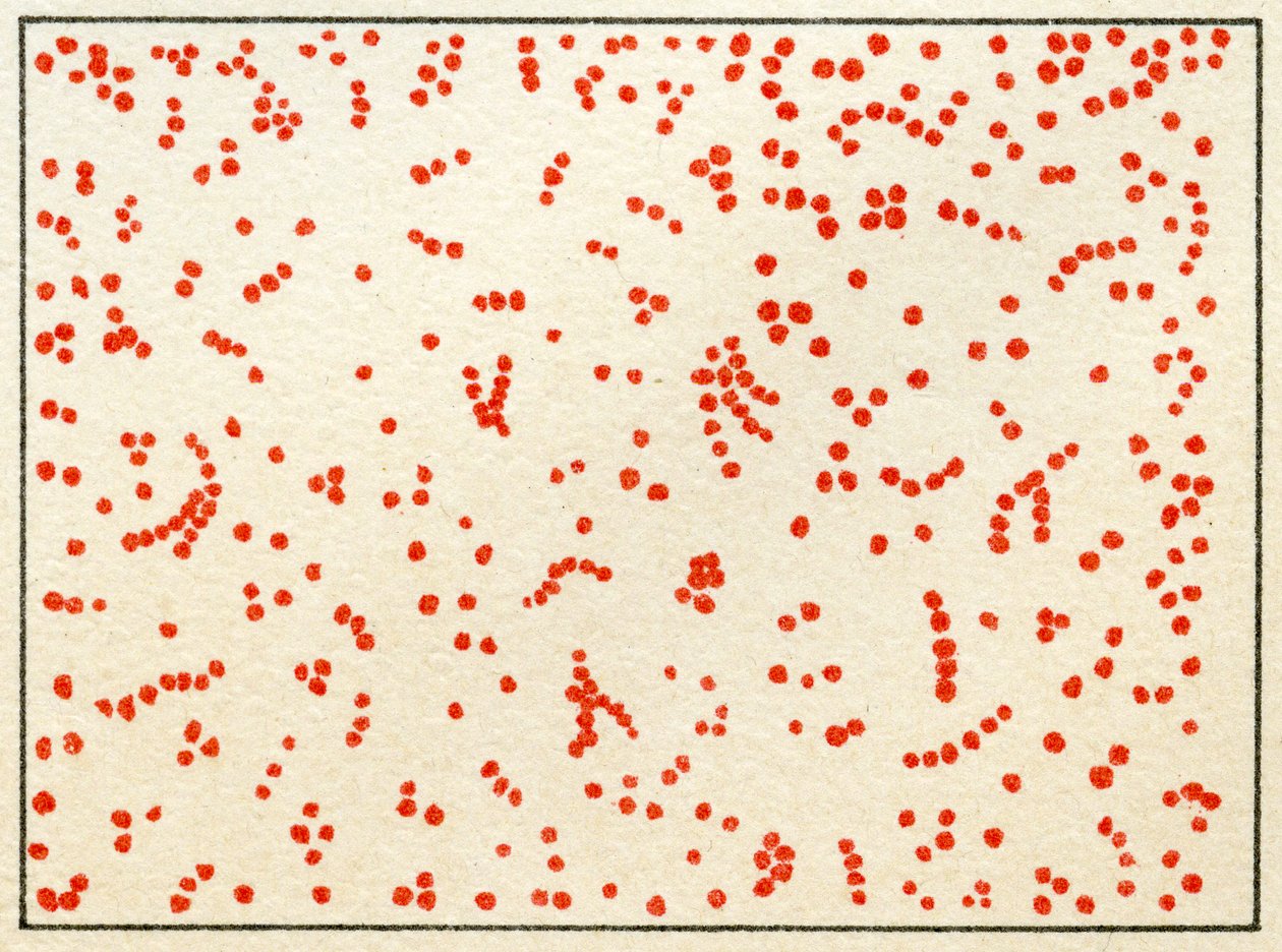 Prøve av Micrococcus Bacteria c.1890 (fargekromolitografi) av German School