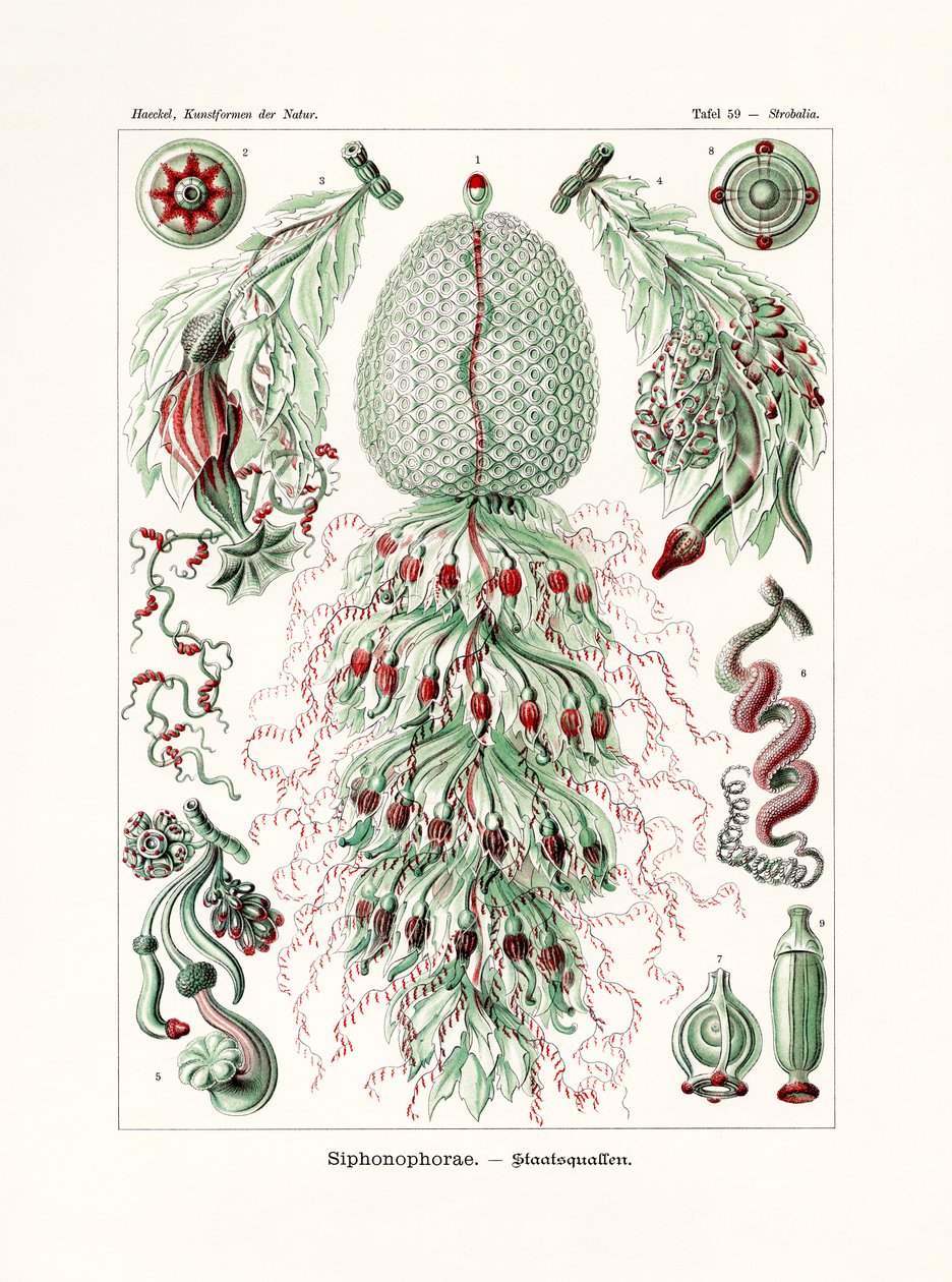 Siphonophorae, 1899-1904 av German School