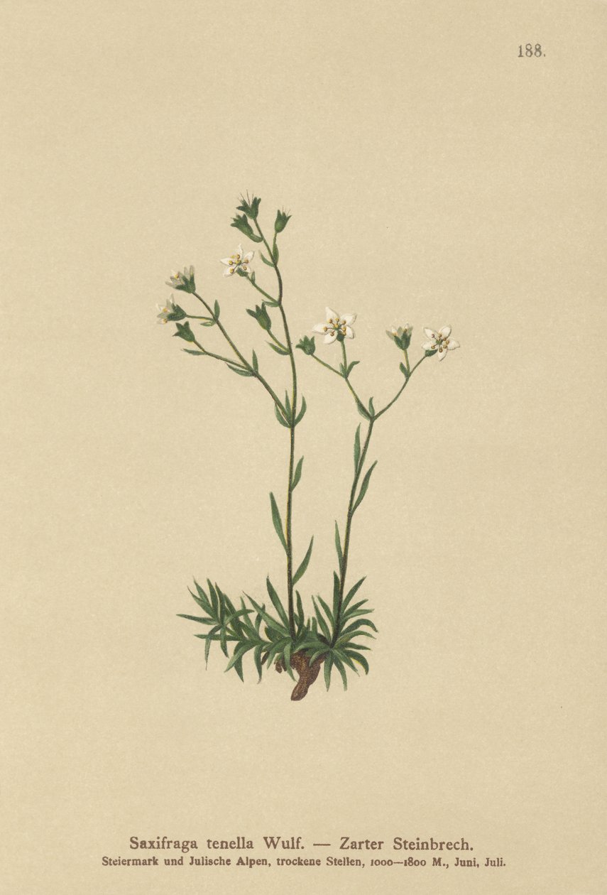 Slank saxifrage (Saxifraga tenella) av German School