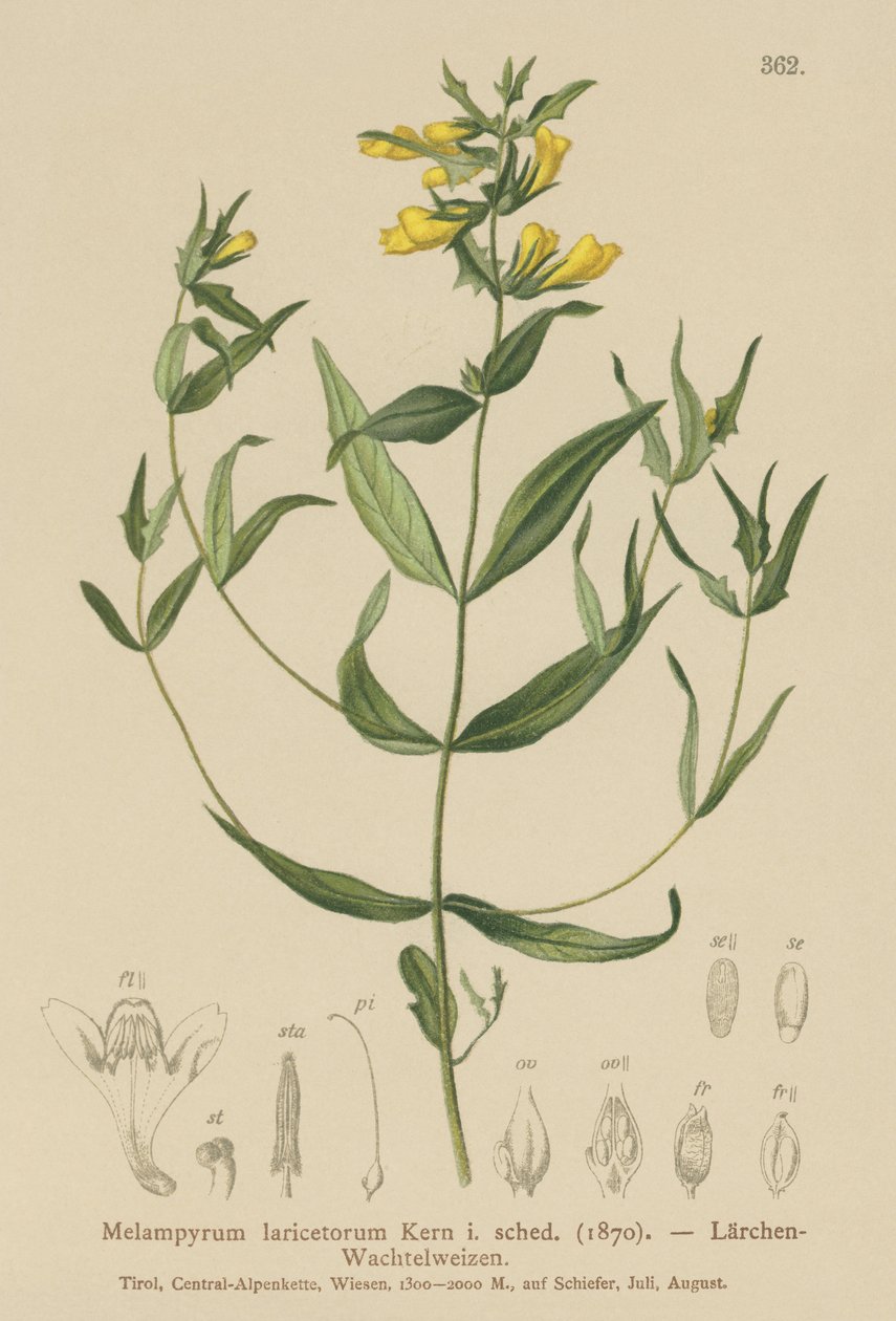 Liten kuhvete (Melampyrum laricetorum, Melampyrum carpathicum, Melampyrum sylvaticum) av German School