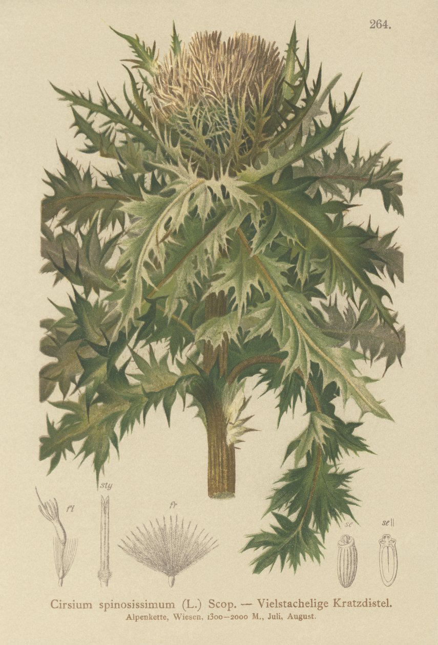 Spiniest tistel (Cirsium spinosissimum) av German School