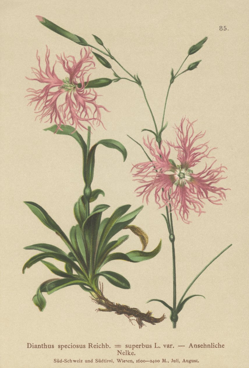 Superb rosa (Dianthus speciosus, Dianthus superbus) av German School