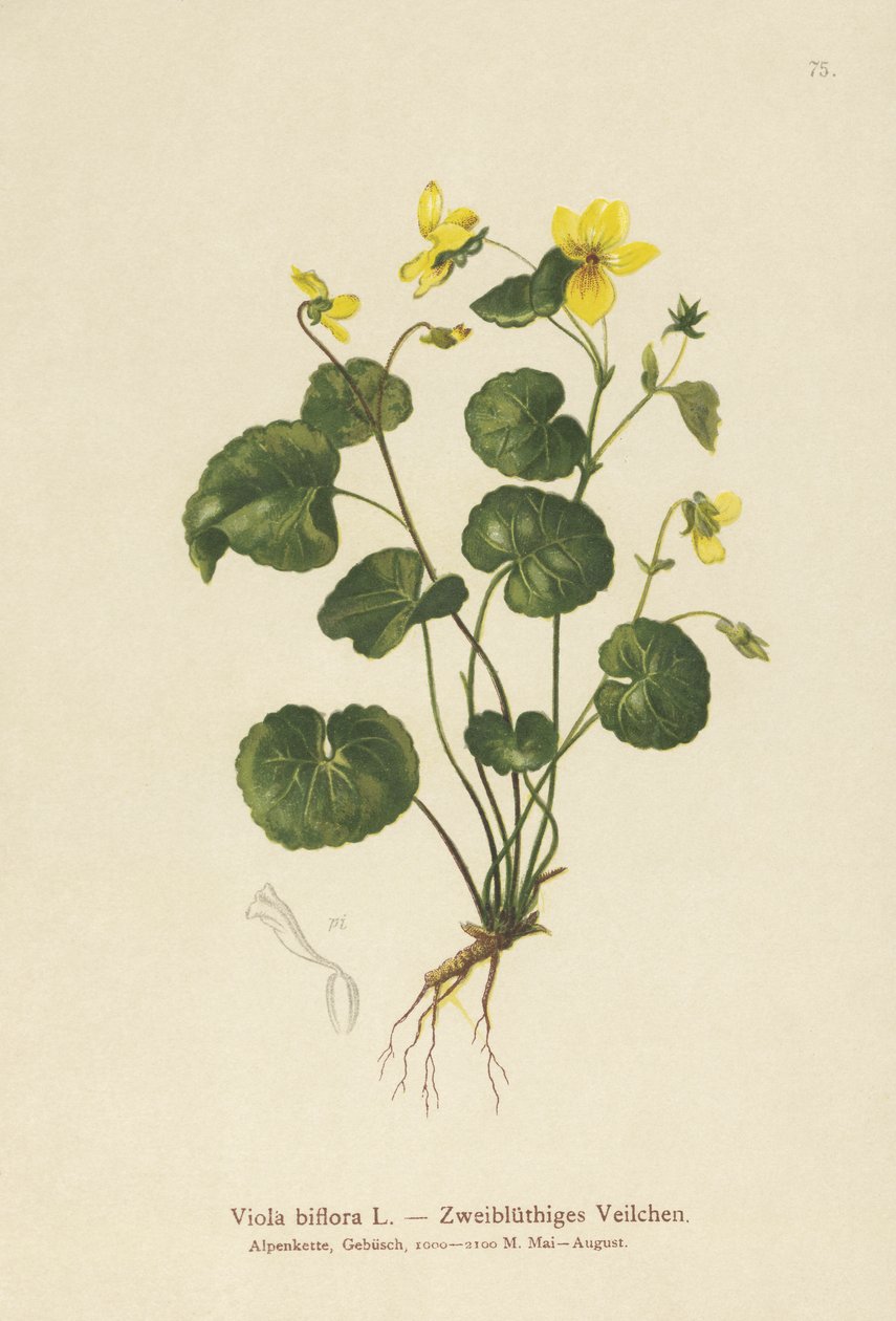 Toblomstret fiolett (Viola biflora) av German School