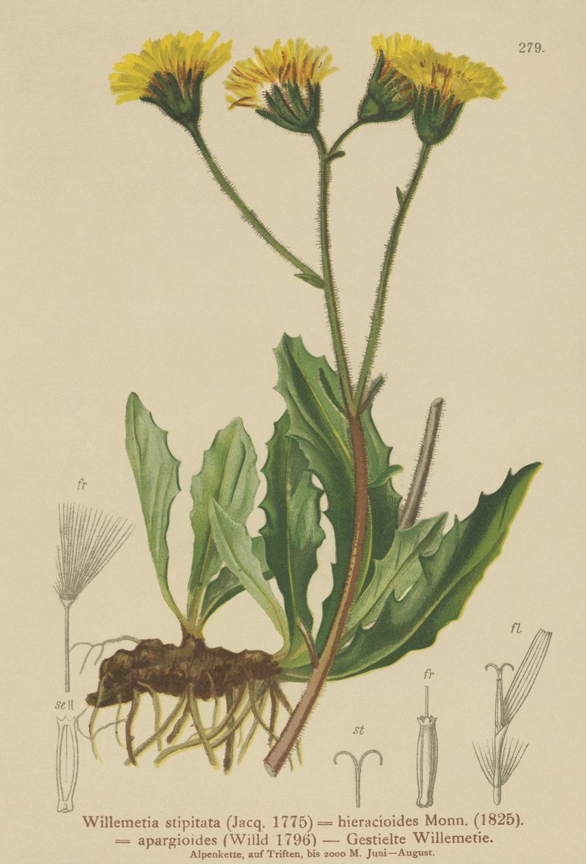Willemetia (Willemetia stipitata, Willemetia hieracioides, Willemetia apargioides) av German School