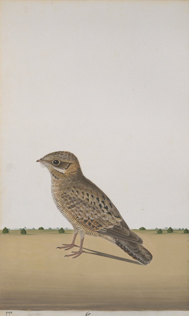 A Common Indian Nightjar, ca. 1780 (ugjennomsiktig wc på papir) av Indian School
