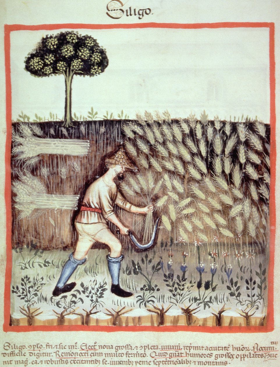 Fol.46v Gathering the Winter Grain, illustrasjon fra Tacuinum Santiatis Codex Vindobonensis av Italian School