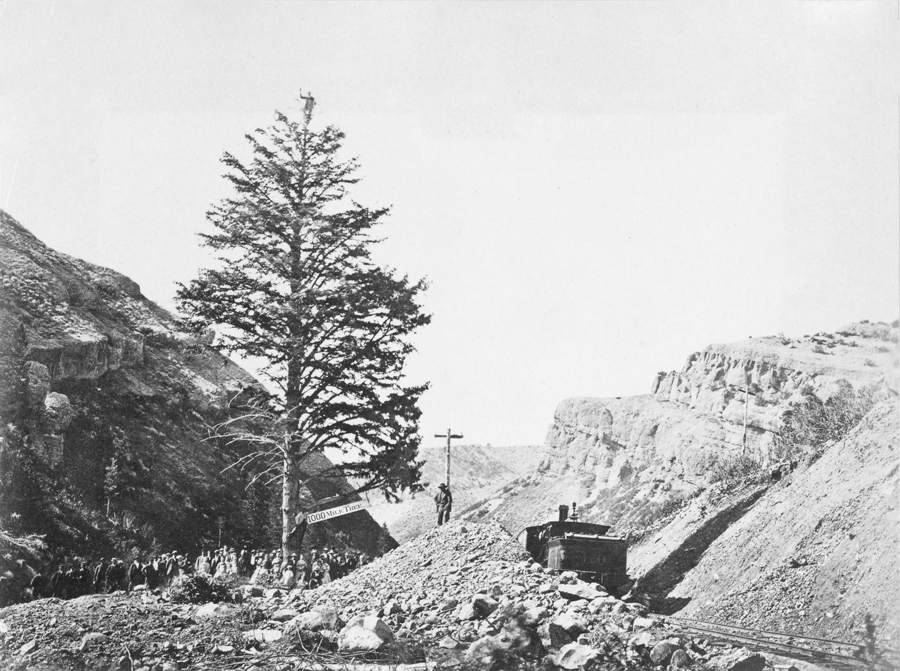 Thousand Mile Tree, Wilhelmina