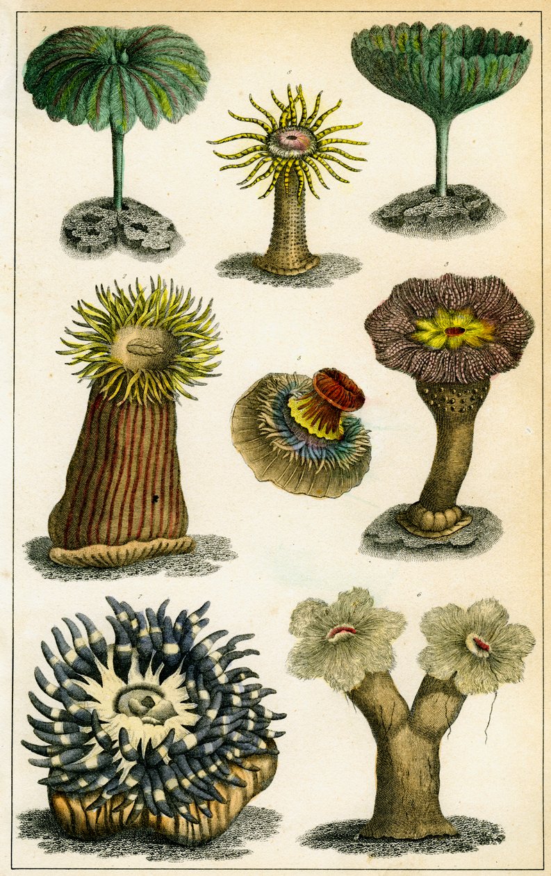 Sjøanemoner, c1800-tallet. av A Fullarton and Co