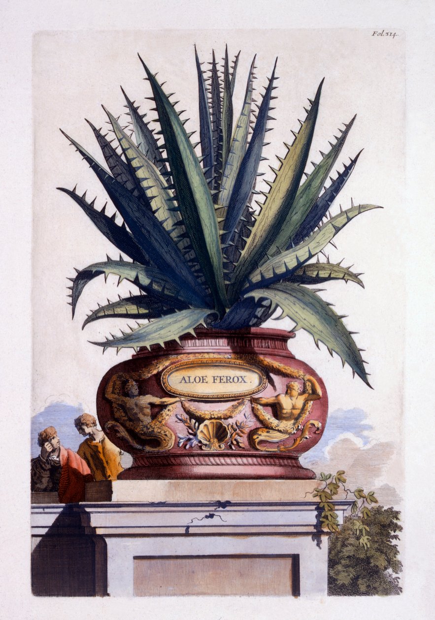Aloe Ferox, fra 