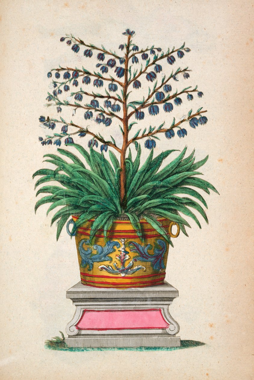 Blomstrende plante, fra 