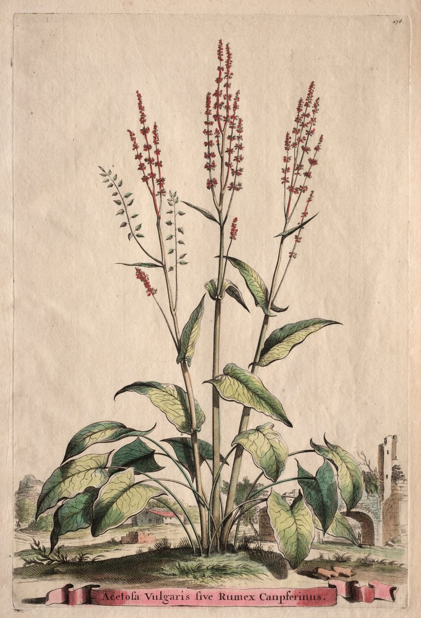 Phytographia Curiosa: Sorrel Vulgaris sive Rumex Canpferinus av Abraham Munting