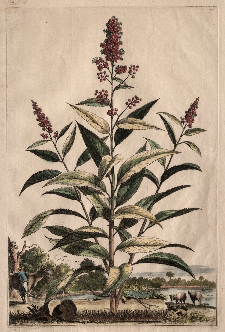 Nysgjerrig fytografi: Spiraea Theophrastus av Abraham Munting