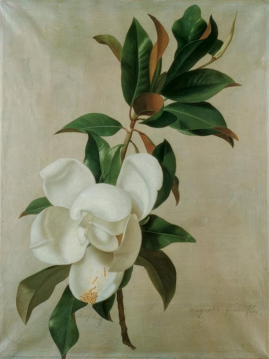 Magnolie av Adolf Senff